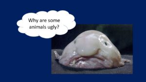 Blob "Why are some animals ugly?"