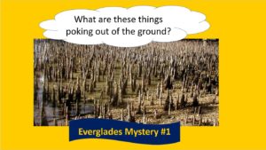 Slide of Everglades "What are these things poking out of the ground?"