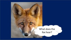 Fox "What does the fox hear?"
