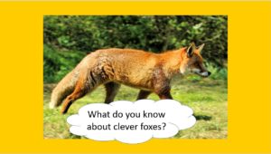 Foxes "What do you know about clever foxes?"