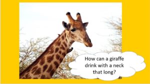 Giraffe "How can a giraffe drink with a neck that long?"