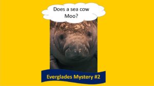 Sea cow/manatee - Does a sea cow moo?