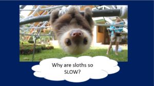 Sloths "Why are sloths so SLOW?"