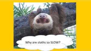 Sloths "Why are sloths so SLOW?"