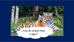 Tigers "How do stripes help a tiger?"