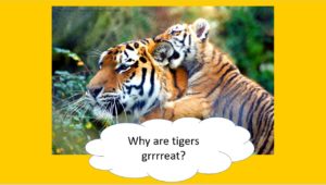 Tigers "Why are tigers grrrreat?"
