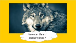 Wolves "How can I learn about wolves?"