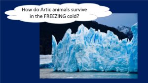 how do artic animals survive in the freezing cold