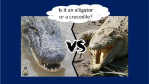is it an alligator or a crocodile