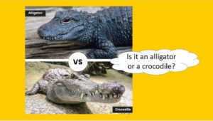 is it an alligator or a crocodile