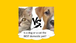is a dog or a cat the best domestic pet