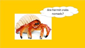 are hermit crabs nomads