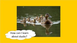 how can i learn about ducks