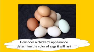 how does a chicken's appearance determine the color of eyes it will lay
