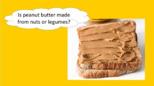 Peanut butter sandwich - Is peanut butter made from nuts or legumes?