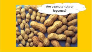 Peanuts - Are peanuts nuts or legumes?