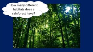 how many different habitats does a rainforest have