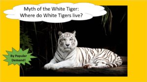 myth of the white tiger: where do white tigers live